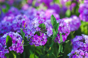Purple flowers Phlox in the garden on a summer day.	