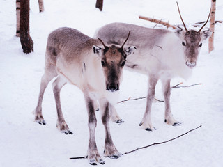Two young reindeers with small horns Lapland