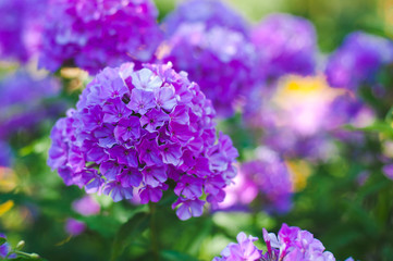 Purple flowers Phlox in the garden on a summer day.