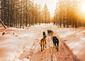 Husky dogs sled in Finland Lapland winter