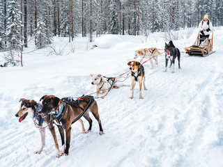 Girl in Husky dog sled in Finland in Lapland winter