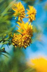 Bright yellow flowers on a blue sky blurred background on a Sunny summer day.	