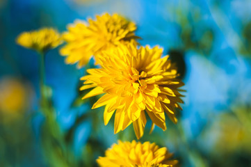 Bright yellow flowers on a blue sky blurred background on a Sunny summer day.	