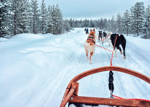 Husky dog sled in Finland at Lapland winter
