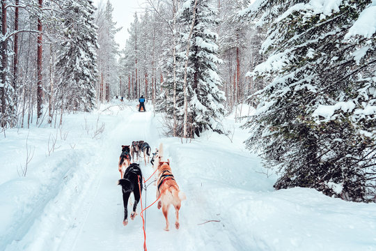Husky dog sled at Finland in Lapland winter