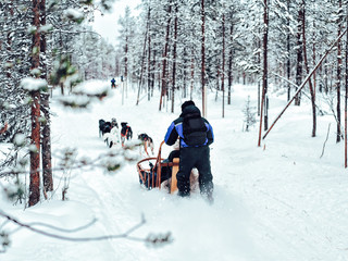 Family riding Husky dog sled in Finland in Lapland winter