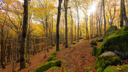 Beech forest with autumn weather, bare trees and a bed of dry leaves. Views