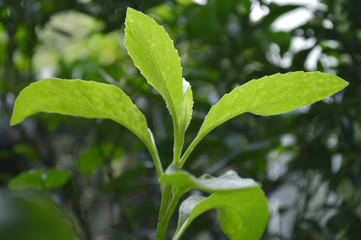 Fototapeta na wymiar Longevity spinach, Gynura sp., Central of Thailand