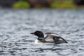 The Common loon, Gavia immer is floating on the lake in Veidivotn, Iceland