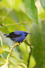 The Purple Honeycreeper, Cyanerpes Caeruleus is sitting on the branch in green backgound, amazing blue colored bird, Trinidad