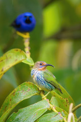 The Purple Honeycreeper, Cyanerpes Caeruleus is sitting on the branch in green backgound, amazing blue colored bird, Trinidad