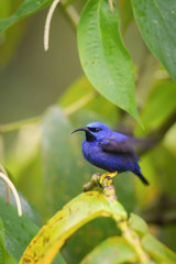 The Purple Honeycreeper, Cyanerpes Caeruleus is sitting on the branch in green backgound, amazing blue colored bird, Trinidad