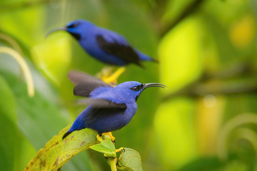 The Purple Honeycreeper, Cyanerpes Caeruleus is sitting on the branch in green backgound, amazing blue colored bird, Trinidad
