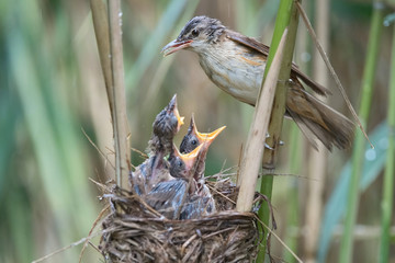 The Great Reed Warbler, Acrocephalus arundinaceus is feeding its chicks inside the reeds, there is strong rain. Young birds have opened beaks.