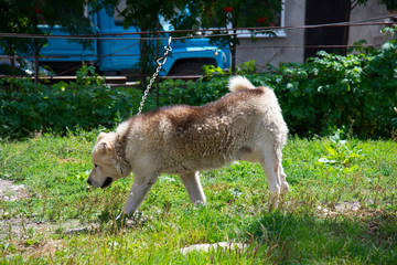Naklejka na ściany i meble Caucasian Shepherd Dog outdoor in summer