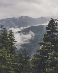 Hurricane Ridge Olympic National Park