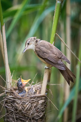 The Great Reed Warbler, Acrocephalus arundinaceus is feeding its chicks inside the reeds, there is strong rain. Young birds have opened beaks.