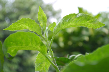 Longevity spinach, Gynura sp., Central of Thailand