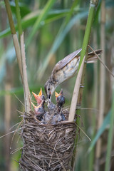 The Great Reed Warbler, Acrocephalus arundinaceus is feeding its chicks inside the reeds, there is strong rain. Young birds have opened beaks.