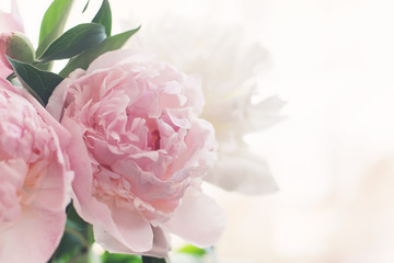 bouquet of delicate pink peonies in the early morning
