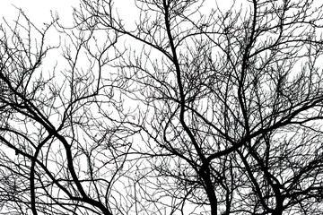 Tree branches isolated on the white background.