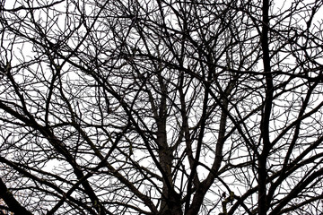 Tree branches isolated on the white background.