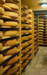 Shelves of aging Cheese in ripening cellar dairy France