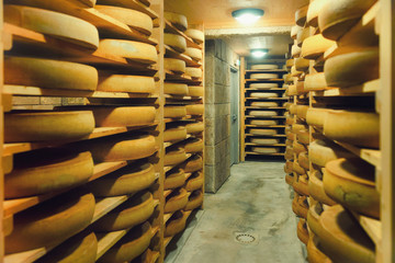 Shelves of aging Cheese at ripening cellar dairy France