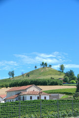 Hill of the Langhe with trees, Piedmont - Italy