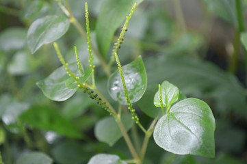 Pepper elder, Peperomia pellucida, Central of Thailand