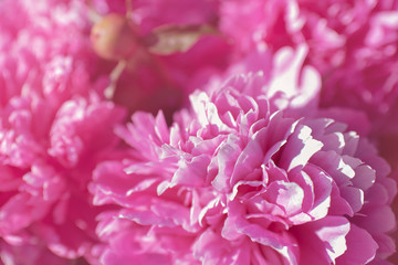 Flowers. Beautiful pink peonies in the garden on a summer day. Blooming pink peony in the sun.	