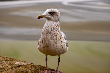 The seagull with water