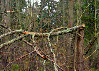 Broken large tree branch.