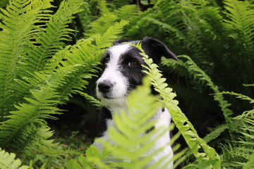 Portrait Bordercollie