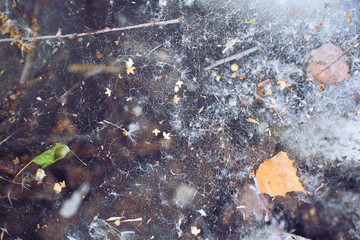 Spider web on a summer day. On a web lie dry leaves, seeds dandelion, line