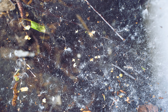 Spider web on a summer day. On a web lie dry leaves, seeds dandelion, line