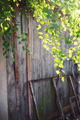 Green foliage of a birch tree under the sun on a summer day. Background is a wooden building.	Vertical