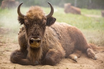 European bison (Bison bonasus) 