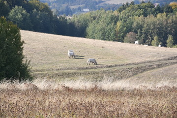 Krowy rasy Belgijskiej  © calibanx