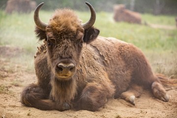 Fototapeta premium European bison (Bison bonasus) 