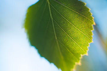 Green leaf with streaks in the blue sky in summer. Selective background.