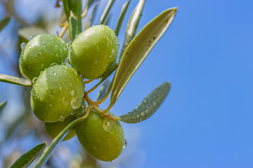 Fototapeta premium green olives on a branch