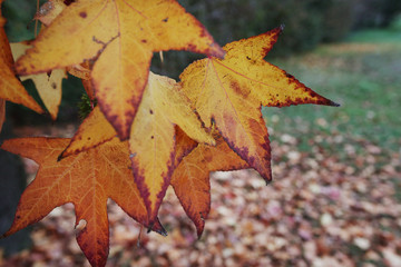 autumn leaves