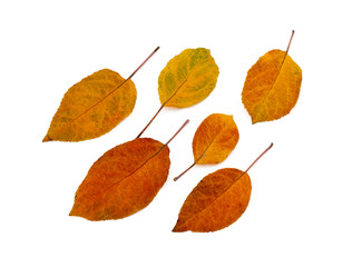 Colorful autumn leaves isolated on white background