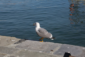 Hafen Meer Schiff Boot Strand