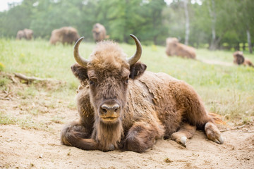 European bison (Bison bonasus) 