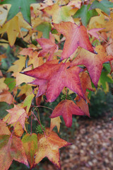Fototapeta premium red autumn leaves