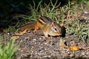 A chipmunk forages for food. These rodents store food in cheek pouches for easy transport to their burrows.