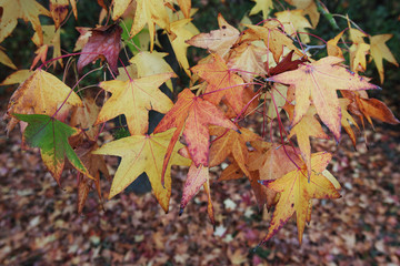 autumn leaves