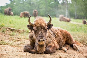 European bison (Bison bonasus) 